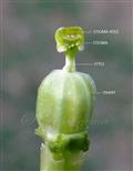  Pistil
